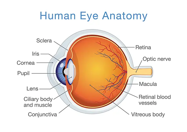 Human Eye Anatomy Structure and Key Components